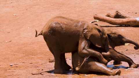 Hilarious compilation of funny animal moments!