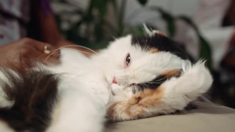 Cute cat playing