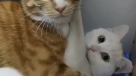 Funny cat