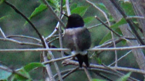 Hummingbird