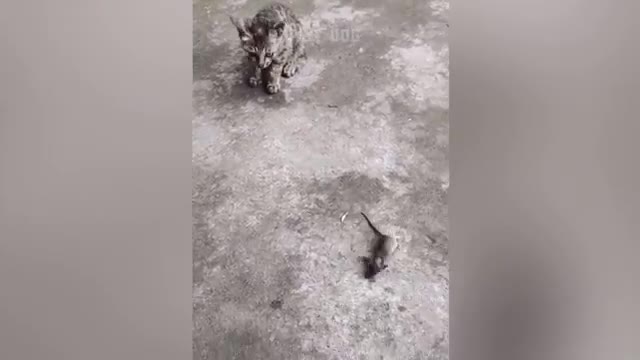 Funny_Cat Reaction Videos Try Not To Laugh Super_Dog