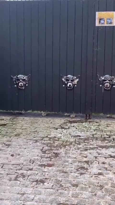 Gate Has Holes Cut For Huskies To See Out - HaloPets