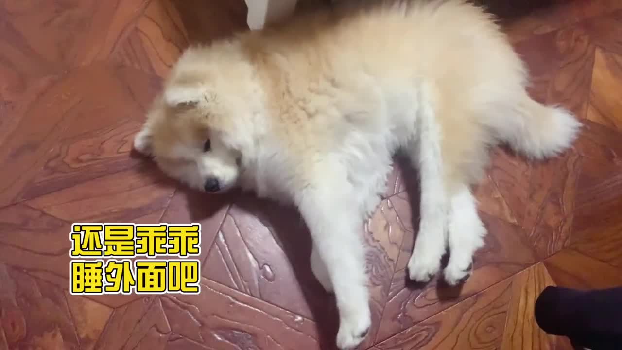 Dogs like to drill through cracks, but it's easier to get in than get out