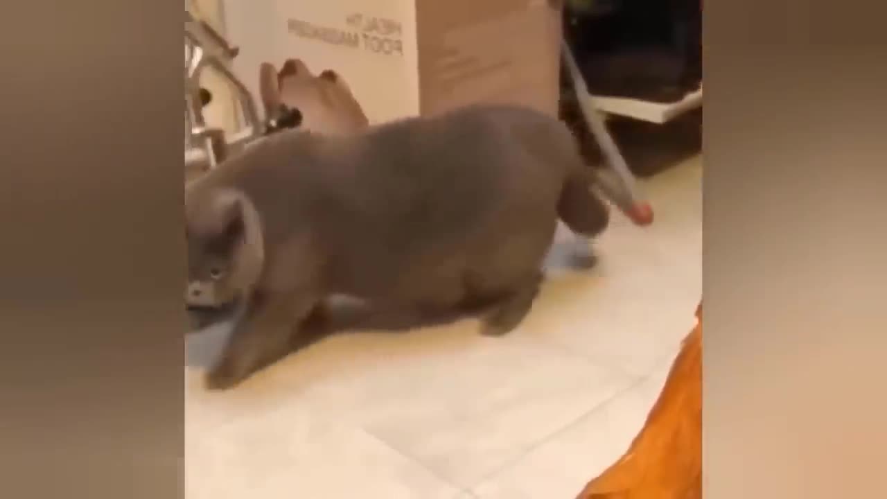 Awesome SO Cute Cat ! Cute and Funny Cat Videos to Keep You Smiling! 🐱7