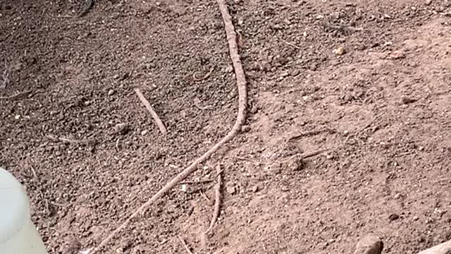 Lagarto