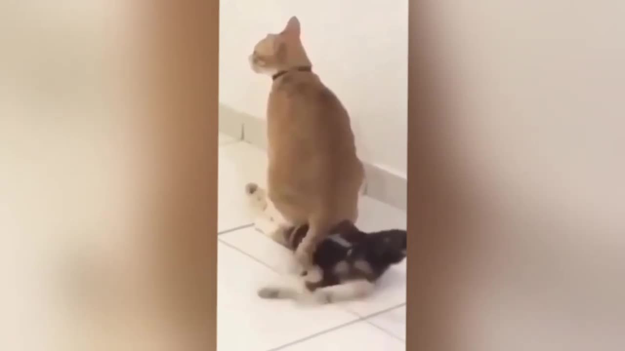 cat cute funny videos funny animal videos