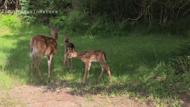 Curious Fawn comes right up to the camera