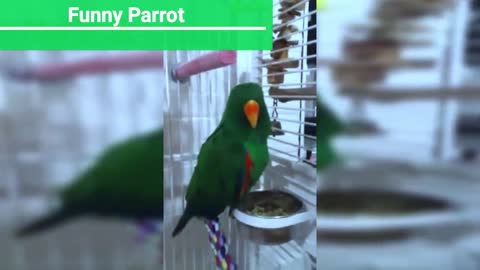 Impossible thing unbelievable parrots speak like a human