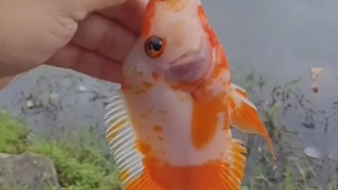 This is a beautiful and charming water-dwelling species