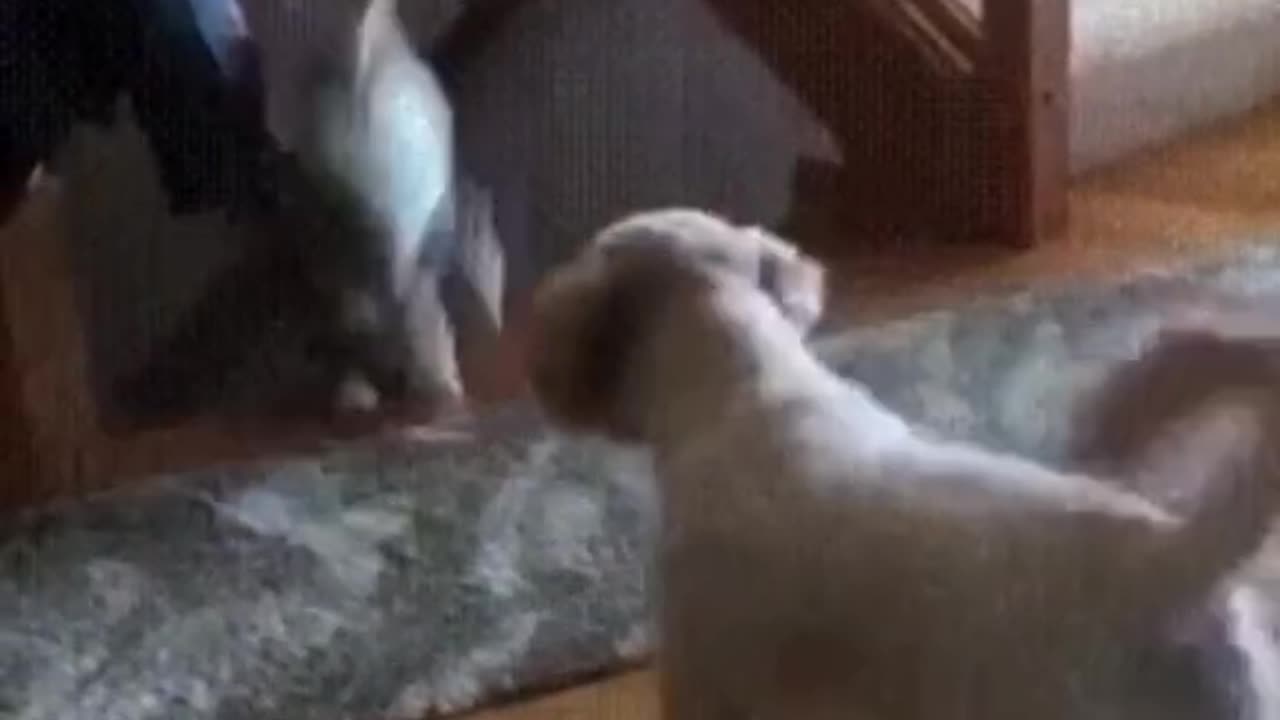 #animals #funnyvideos #funnyanimals #funnyfails #viral #trendingreels