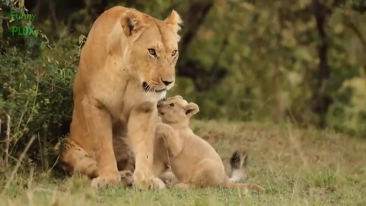 Most Funny and Cute Baby Tiger and Lion Videos