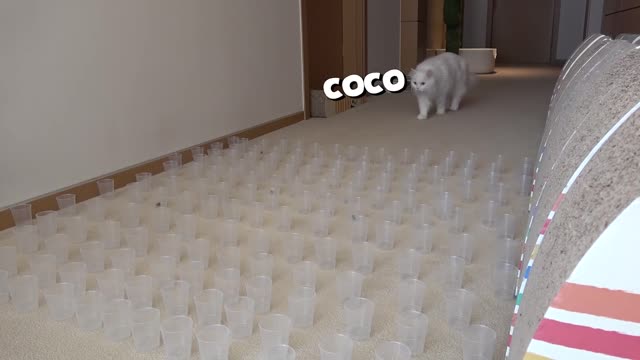 Treat Cup Challenge!