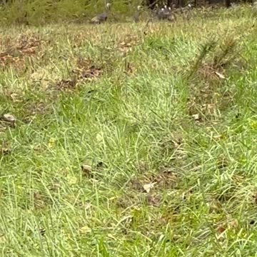 Wildlife on my property