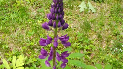 Lupin