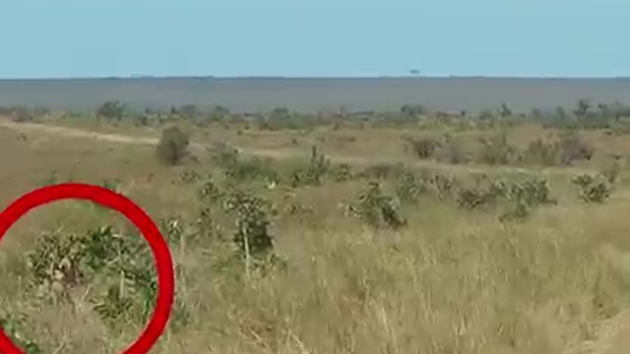 Lions Ambushes Warthog.