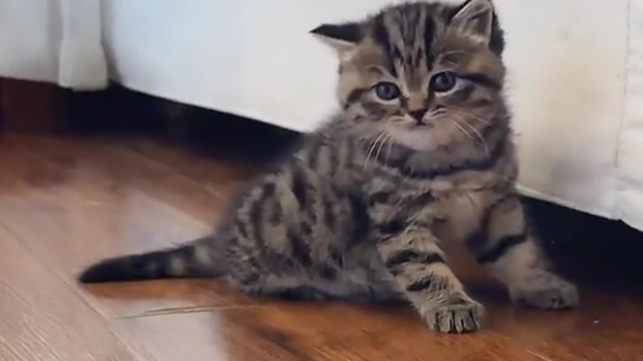 "Tender Paws: A Cute Kitten's Yearning for Mom's Love"