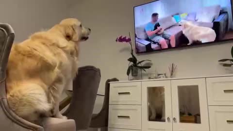 Shocked Golden Retriever recognizes himself on TV!