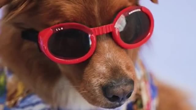 Baby Dogs- cute and funny dogs video compilation #1| AWW Animal