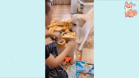 Cute and funny dog video's 🐕🐕