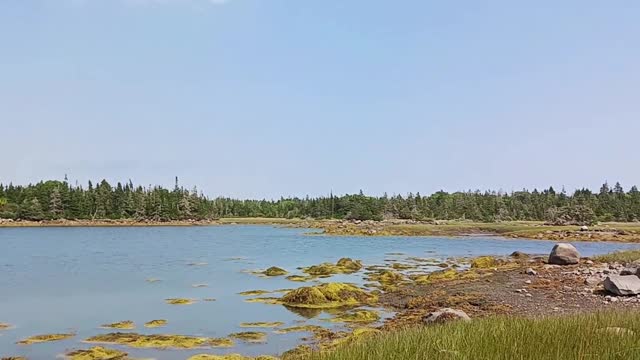 Raptors attack birds in the salt marsh