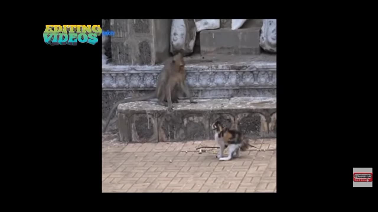 Animals funny fighting video