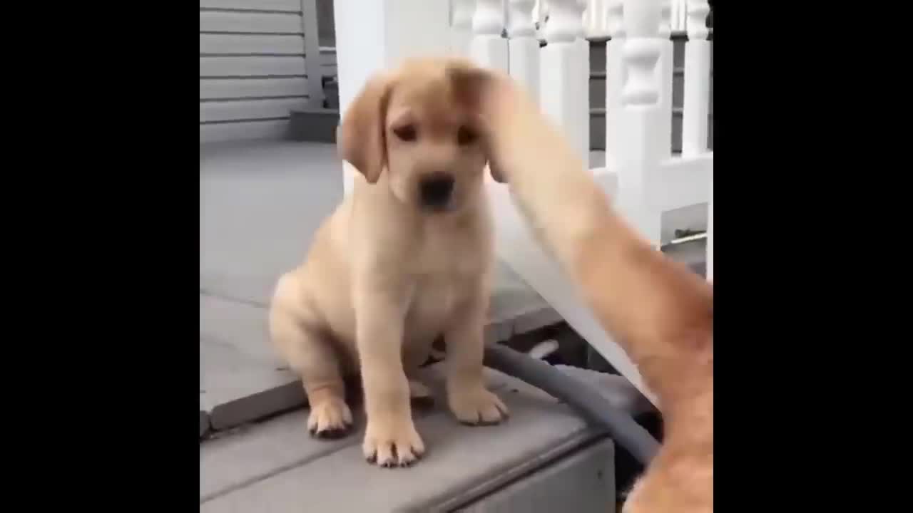 50 Minutes of cute and funny dogs