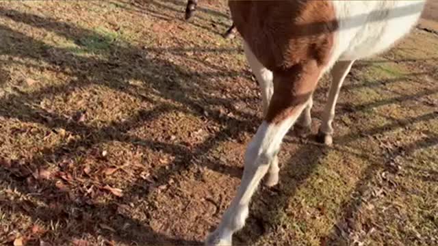 Mud clod from horses hooves take out camera!!!