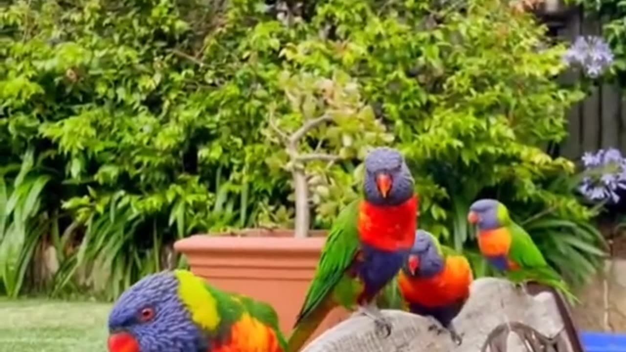 Colorful parrots ، A talking parrot ، parrots , beautiful parrots