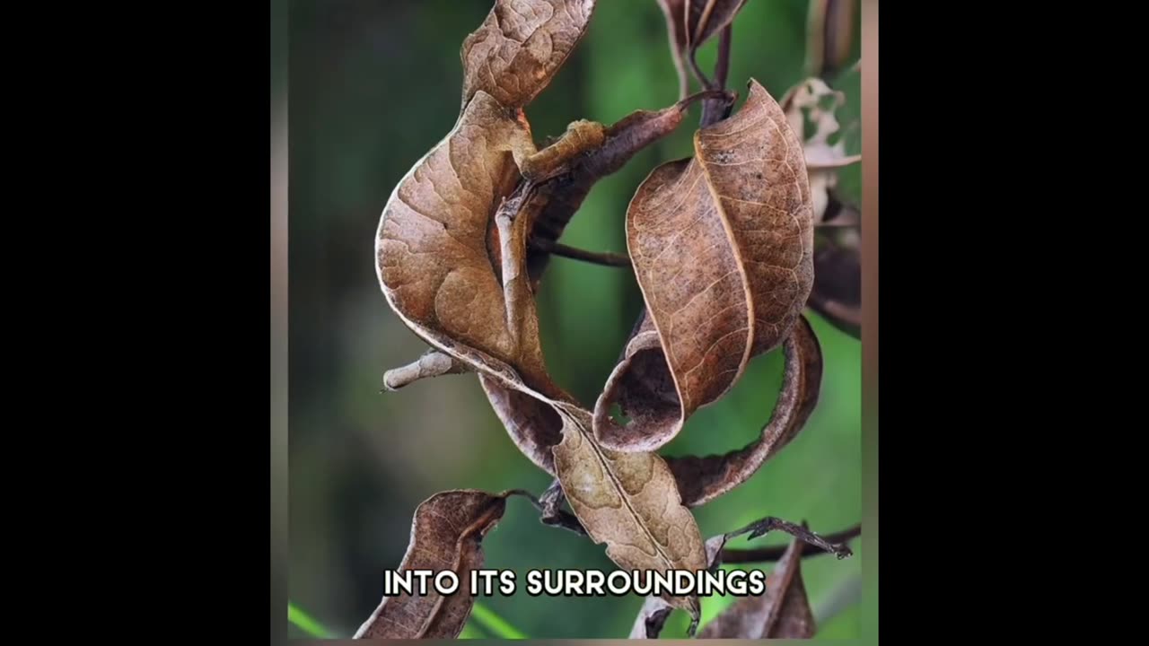 "The Remarkable Leaf-Tailed Gecko: Master of Camouflage"