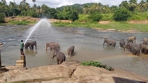 Srilanka Elephants Park❤❤❤