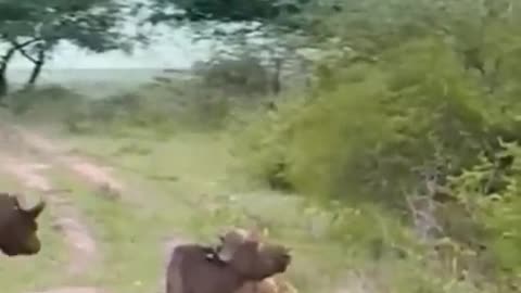 Discovery Wild Animal Fight: Buffalo Destroy Lion To Save His Teammate