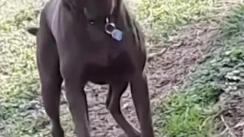 Funniest Animals Video Funny Dogs