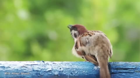 Wild-Animal-Sounds-Horse-Cow-Duck-Dog.....