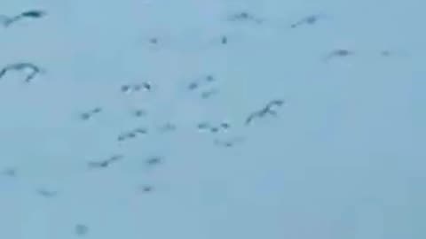 Just A Small Gaggle Of Snow Geese