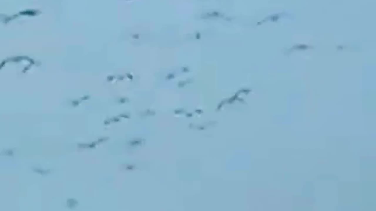 Just A Small Gaggle Of Snow Geese