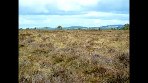 The Bare Brown Bog sung by Michael O'Higgins