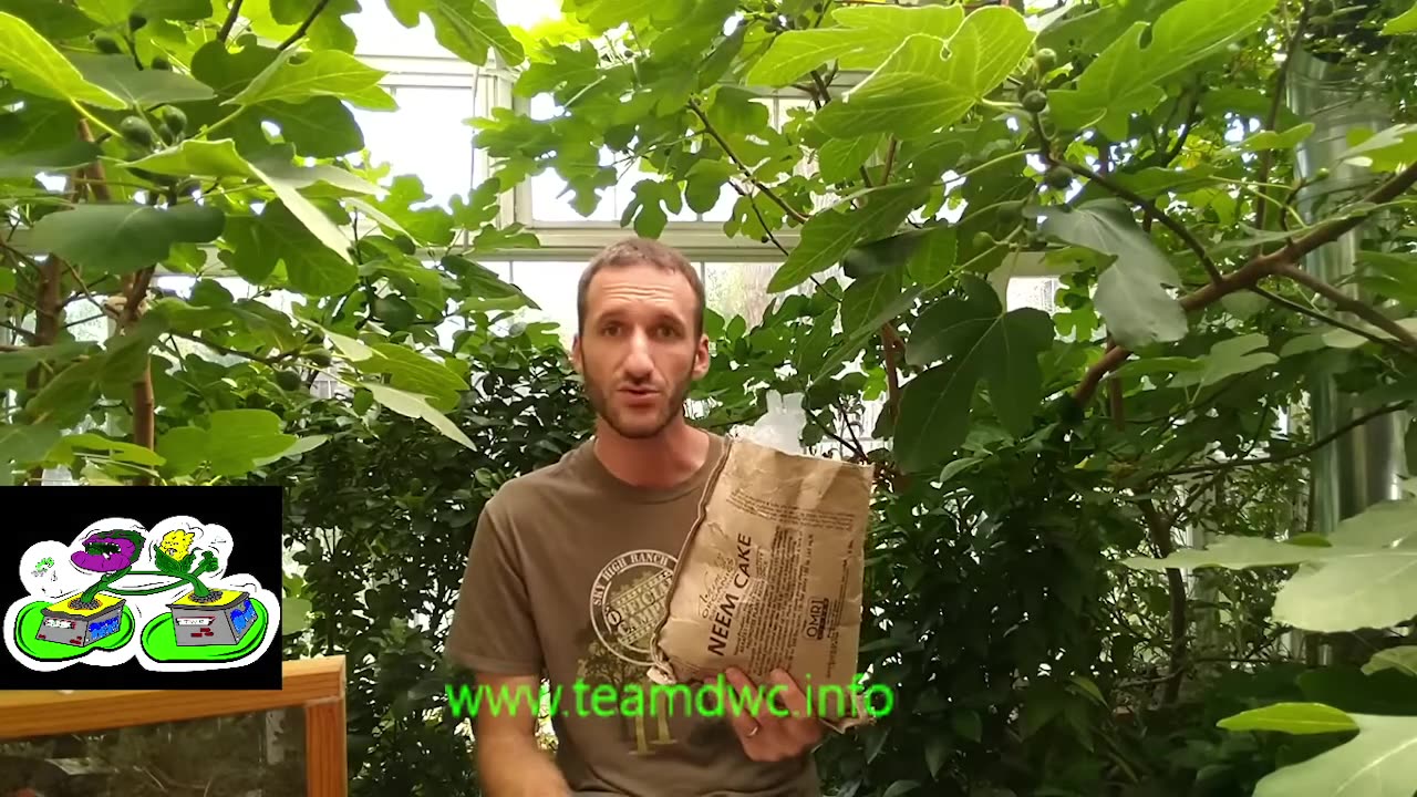 flying pest ipm