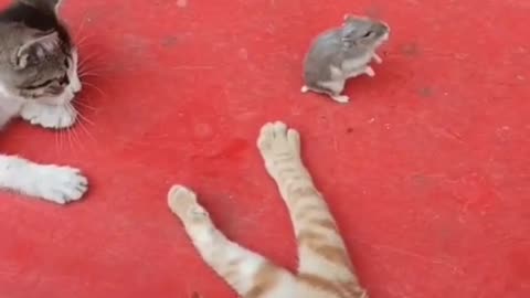 Cat catch mouse