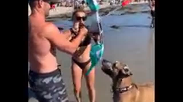 Best Animal Video Collections