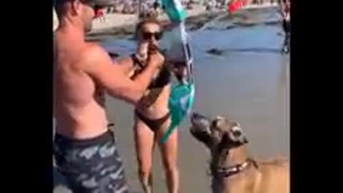 Best Animal Video Collections