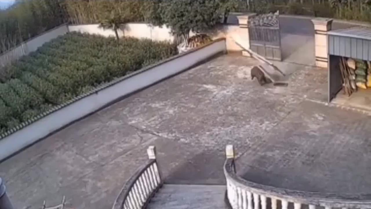 huge boar knocks down a steel gate.