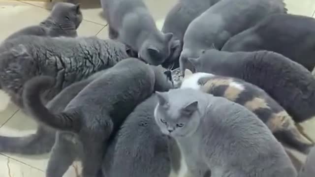 🐈⬛