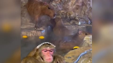 Monkey chilling in the water