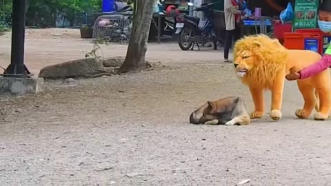 Funny Troll Prank Dog with Fake Lion and Fake Tiger :)