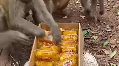 Macaque monkeys swarm food