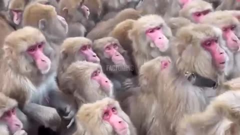 Monkey with tillu ka comedy video 😂😂