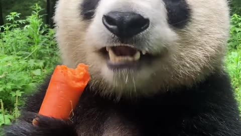 panda