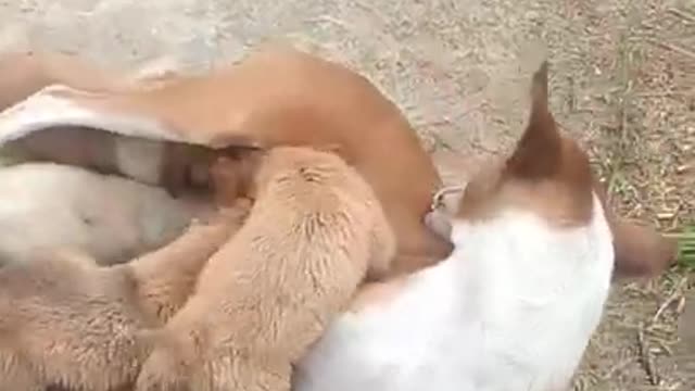 dog pets & mother