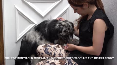 Dog needs emotional support RAT during grooming Australian Shepherd