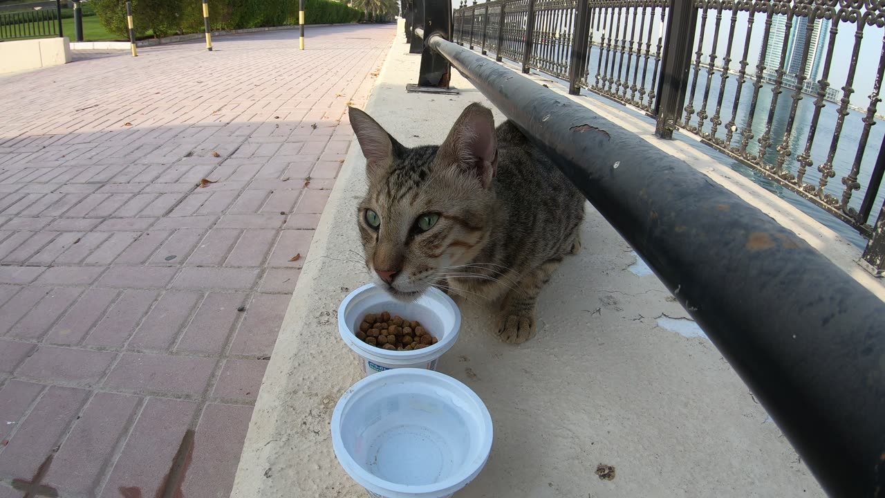 MICHAEL JACKSON - Homeless cat in Ras Al Khaimah, UAE #cat #cats #MichaelJackson #emirates #ae #UAE